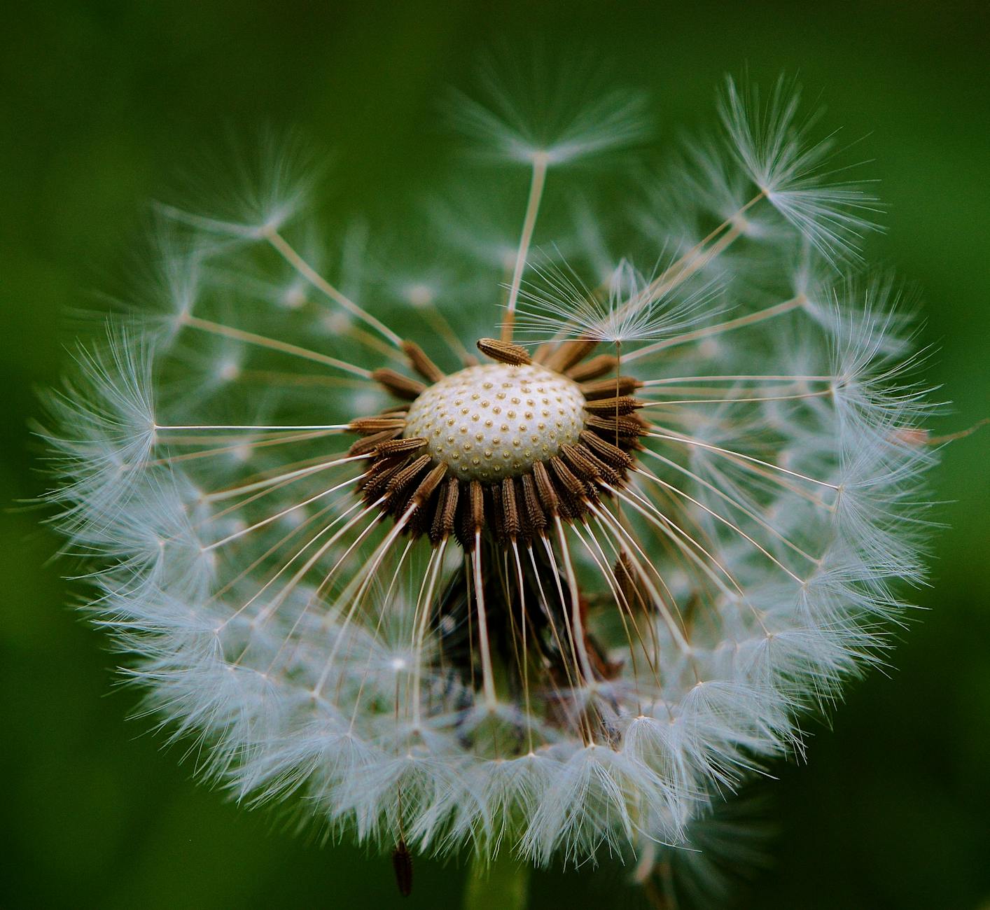 white dandelion